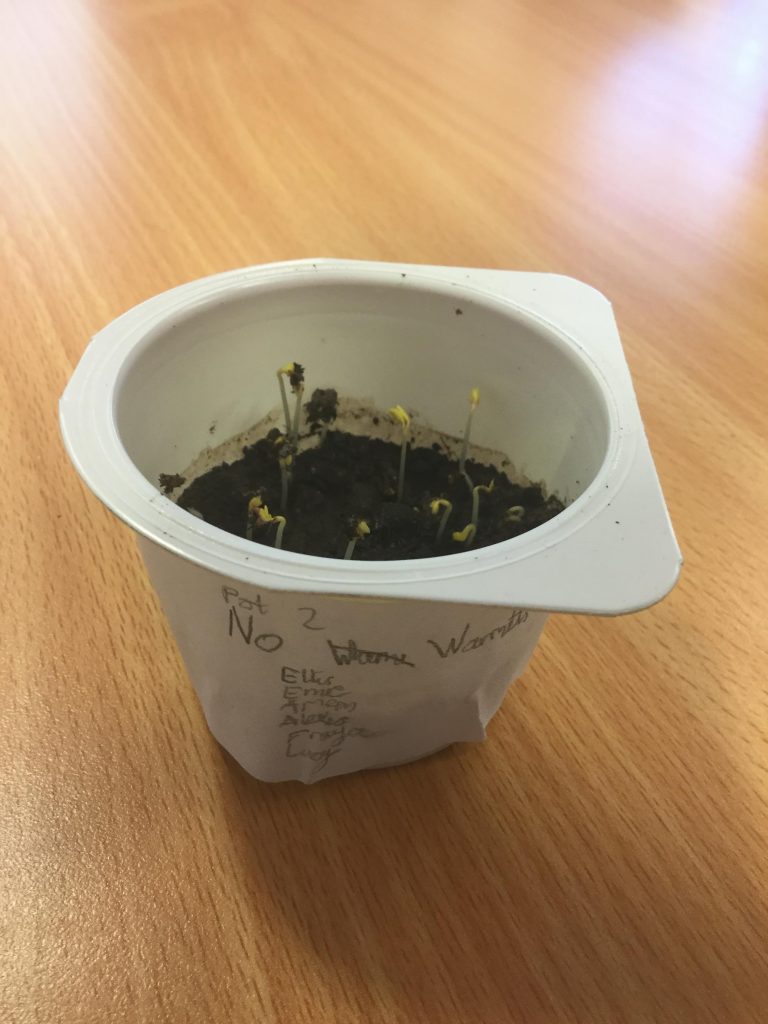 growing cress experiment year 3