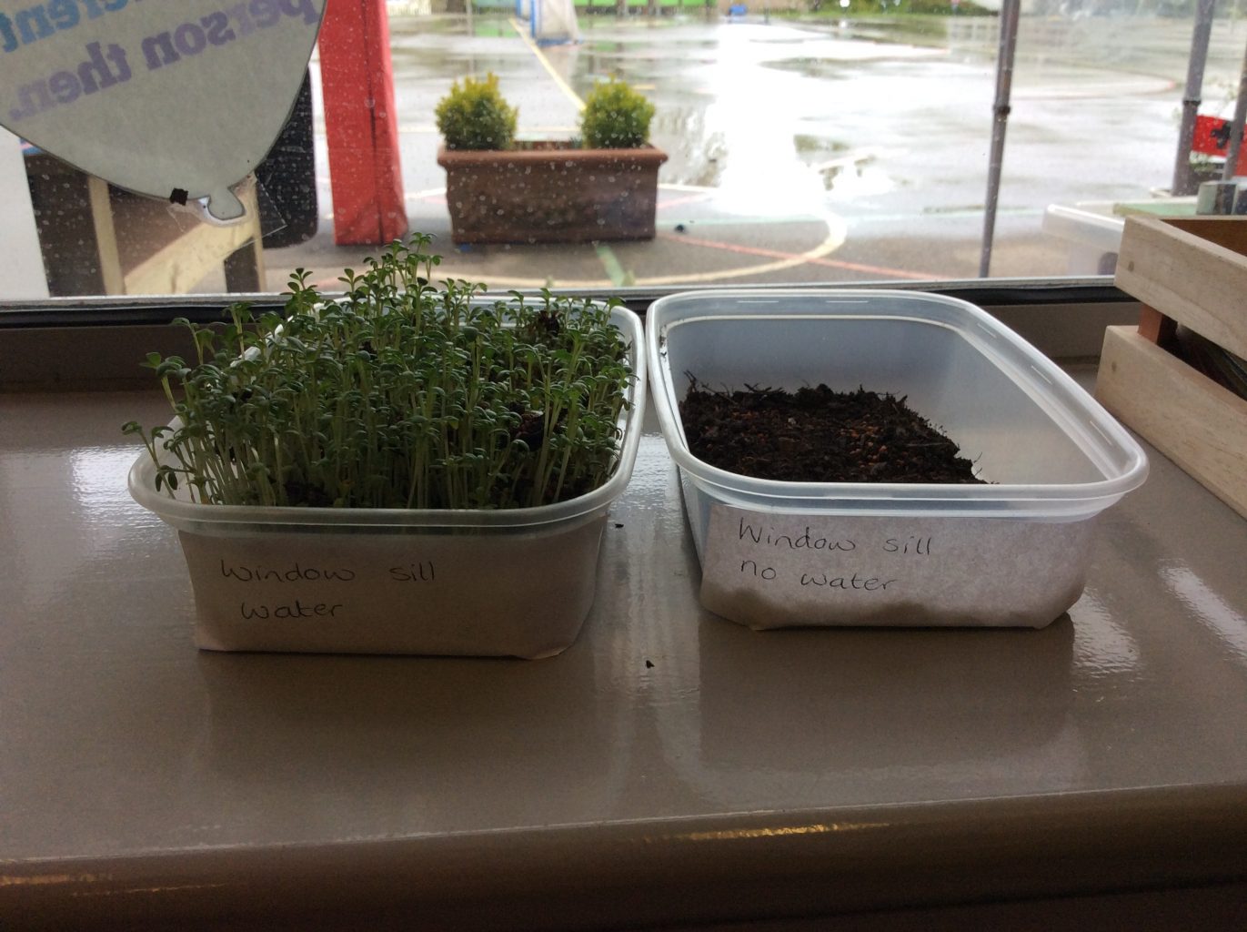 Growing cress 