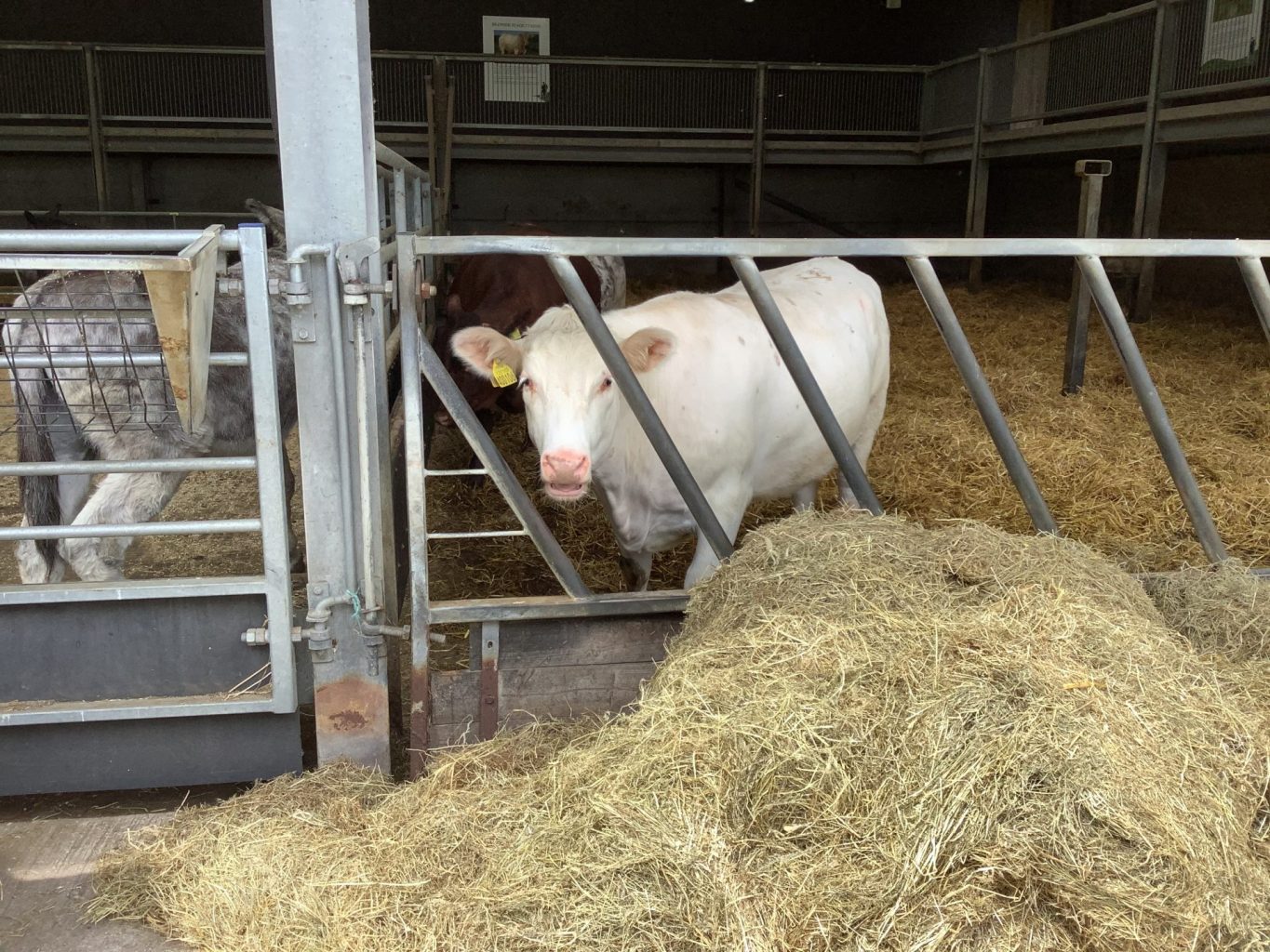 KS1 - Class 2 Cannon Hall Farm Trip - Cookridge Primary