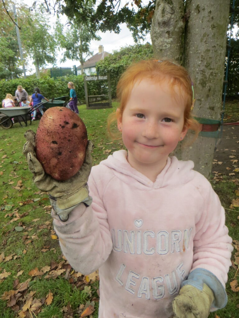 Y1 - Harvesting - Forest School